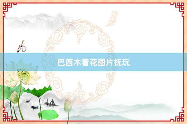 巴西木着花图片抚玩